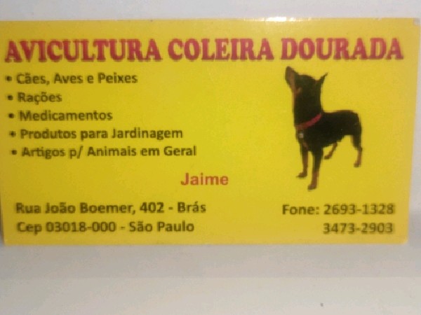 Avicultura Coleira Dourada